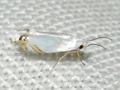 Leucoptera laburnella